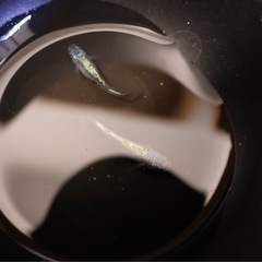 メダカ　ネプチューン　ペアの画像