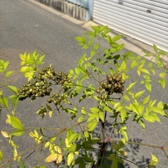 南天の画像