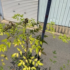 南天の画像