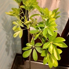 🪴観葉植物🪴シェフレラ　ハッピーイエロー ③