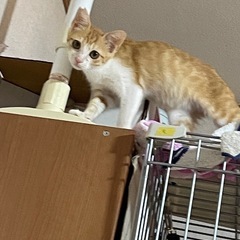 茶白オス9/13/2025犬猫クリニックこのはな譲渡会参加…