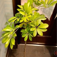 🪴観葉植物🪴シェフレラ　ハッピーイエロー ③の画像