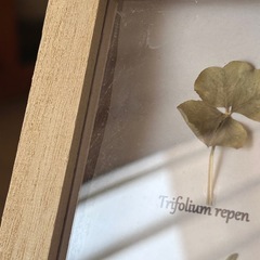 植物標本　ボタニカルフレームの画像