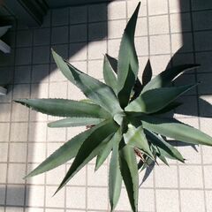 アガベ　アメリカーナの画像
