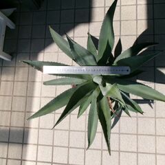 アガベ　アメリカーナの画像