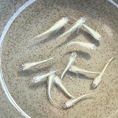 黒幹之流星　めだか　12匹の画像