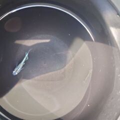 ミックスメダカ成魚5匹の画像
