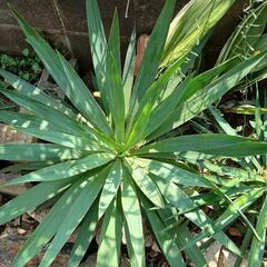 ユッカ　グロリオサ　植物の画像