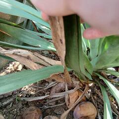 ユッカ　グロリオサ　植物の画像