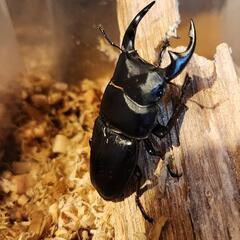 血統 オオクワガタ♂ ♀ たくさん居ます。
