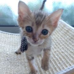 生後5-6週　麦わら女の子 里親さん募集します🐈