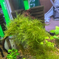 南米モス付き流木の画像