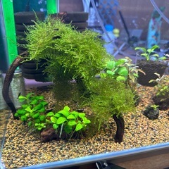 南米モス付き流木の画像