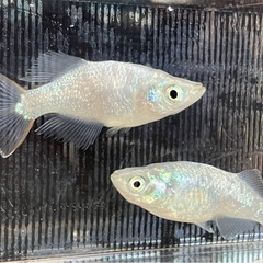 ①緑光ラメヒカリメダカ稚魚6匹の画像