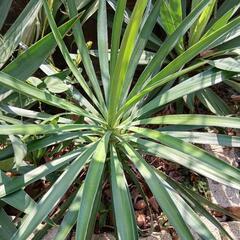 ユッカ　アロイフォリア　植物の画像