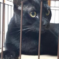 黒黒かっこいい1歳にゃんこ 里親募集