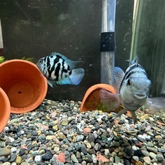 🐠産卵経験済 Lサイズブルータイガーパロット 完全ペア 　1ペア1,500円 熱帯魚 シクリッド ゼブラパロット  No.02の画像