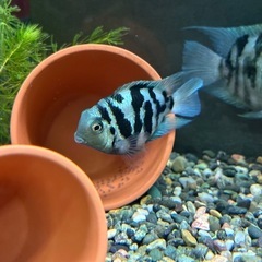 🐠産卵経験済 Lサイズブルータイガーパロット 完全ペア 　1ペア1,500円 熱帯魚 シクリッド ゼブラパロット  No.02の画像