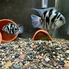 🐠産卵経験済 Lサイズブルータイガーパロット 完全ペア 　1ペア1,500円 熱帯魚 シクリッド ゼブラパロット  No.02の画像