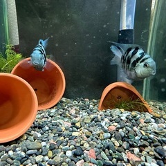 🐠産卵経験済 Lサイズブルータイガーパロット 完全ペア 　1ペア1,500円 熱帯魚 シクリッド ゼブラパロット  No.02の画像