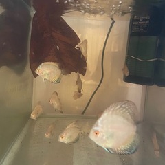 ディスカス 魚の画像