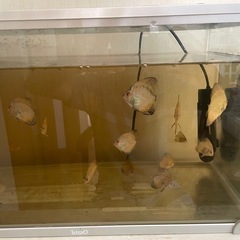 ディスカス 魚の画像
