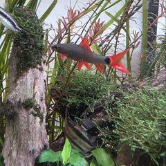 熱帯魚の画像