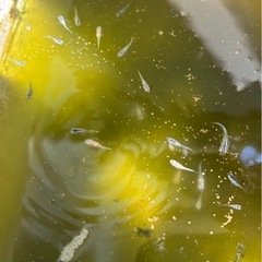 ミックスメダカ稚魚　　1匹の画像