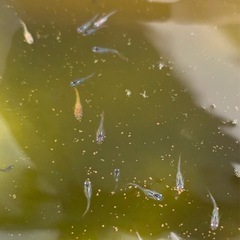 ミックスメダカ稚魚　　1匹の画像