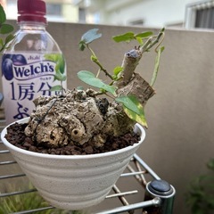 ユウナ鉢植え盆栽の画像