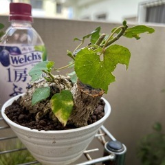 ユウナ鉢植え盆栽の画像