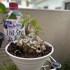 ユウナ鉢植え盆栽の画像