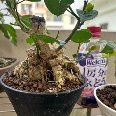 ユウナ鉢植え盆栽の画像