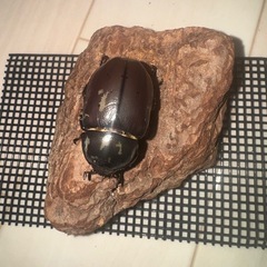 グラントシロカブト♀単 の画像