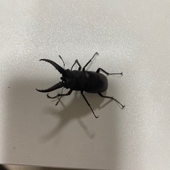 クワガタの画像