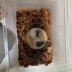 クワガタの画像