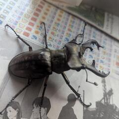 本日限定 天然ミヤマクワガタ大量の画像