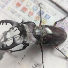 本日限定 天然ミヤマクワガタ大量の画像