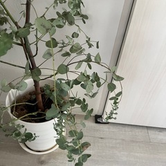 ユーカリシネレア  観葉植物　の画像