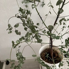 ユーカリシネレア  観葉植物　の画像