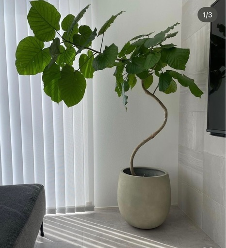 未使用 テラニアスバルーン 42cm 未使用 テラニアスバルーン 42cm