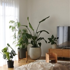 テラニアスバルーン アンティークホワイト 鉢カバー 観葉植物の画像