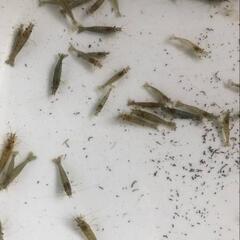 30匹　ミナミヌマエビの画像