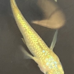 メダカ　サンシャイン　1ペアの画像