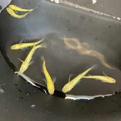メダカ　サンシャイン　1ペアの画像