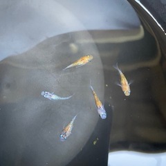 【メダカ】乱華ダルマ　オス2+メス3の画像