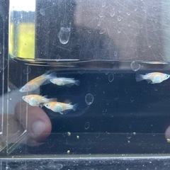 【メダカ】乱華ダルマ　オス2+メス3の画像