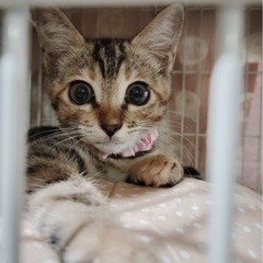 キジトラ♀ミーちゃん