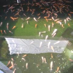 三ツ尾和金　金魚の画像