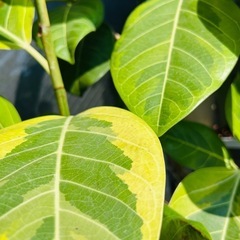 【お話し中】観葉植物🪴アルテシマの画像